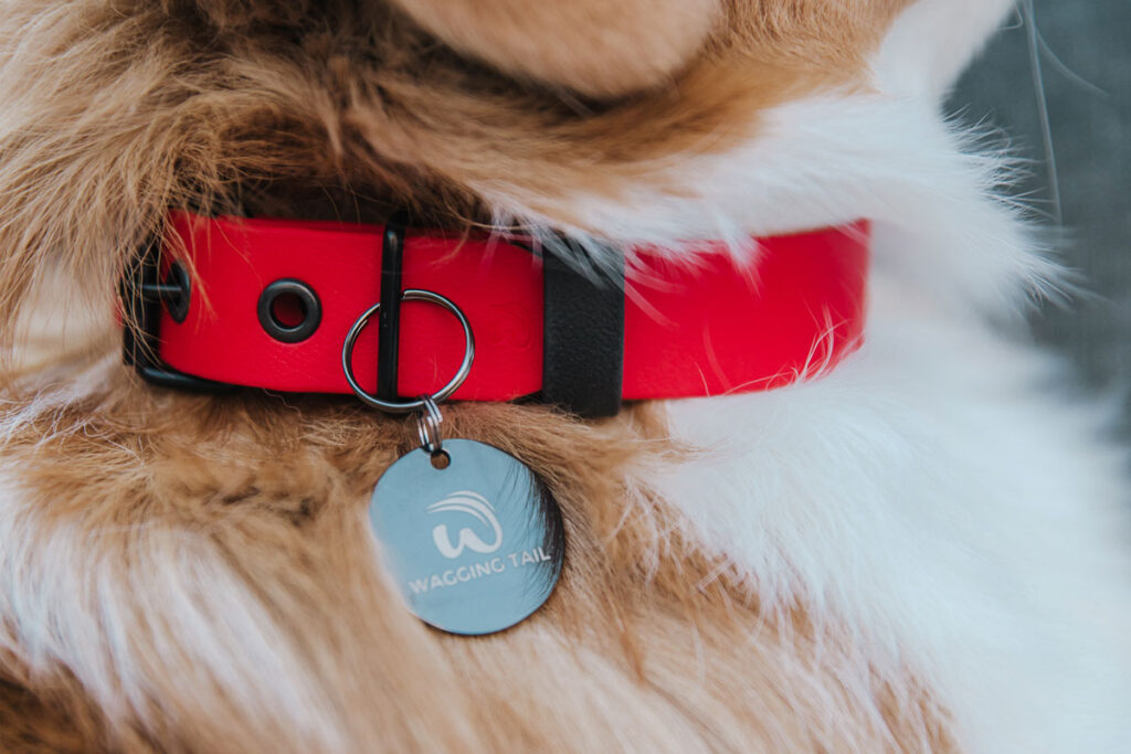 Handcrafted accessories for a beloved four legged friend