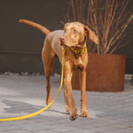 Leash BUMBLEBEE - Image 4