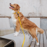 Leash BUMBLEBEE - Image 5