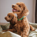 Collar EMERALD - Image 3