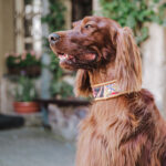 Collar ISTANBUL - Image 7
