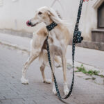 Leash ANDROMEDA - Image 2