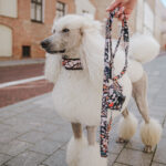 Collar ROME - Image 3