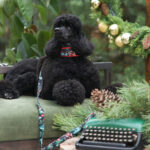 Set JINGLE BERRY - Image 3