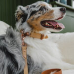 Collar PEANUT - Image 3