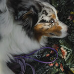 Leash LILAC - Image 4