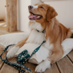 Leash CETUS - Image 2