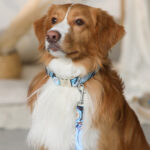 Leash ORION - Image 2
