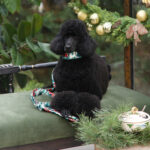 Collar NOEL BERRY - Image 4